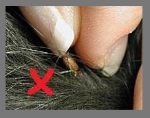 Incorrect-tick-removal-using-fingers